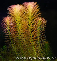 Фото Ротала валлиха Rotala wallichi  (photo#15144)