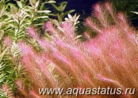 Фото Ротала валлиха длиннолистная Rotala wallichii longleaf  (photo#15146)