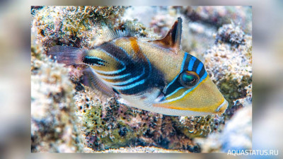 Расписной спинорог Пикассо - триггер ( Rhinecanthus aculeatus  )