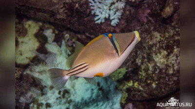 Фото Красноморский спинорог Пикассо Rhinecanthus assasi  (photo#151555)