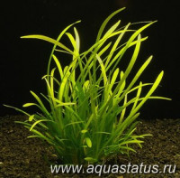 Фото Стрелолист шиловидный Sagittaria subulata  (photo#15158)