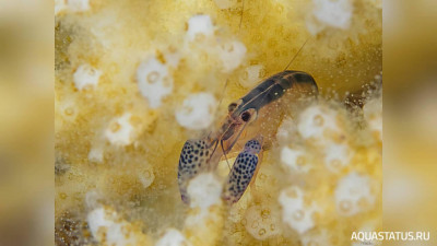 Рак - Петарда Лоттини ( Alpheuslottini Pocillopora )