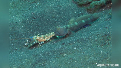 Фото Тигровый рак - щелкун , или Рак - Белла Alpheus bellulus  (photo#151705)