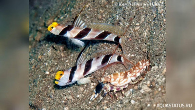 Фото Тигровый рак - щелкун , или Рак - Белла Alpheus bellulus  (photo#151709)