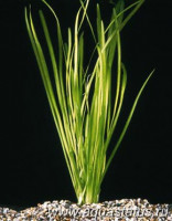 Фото Валлиснерия спиральная Vallisneria spiralis  (photo#15172)