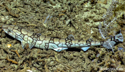 Сетчатая кошачья акула ( Scyliorhinus retifer )