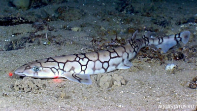 Сетчатая кошачья акула ( Scyliorhinus retifer )