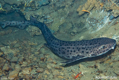 Крупнопятнистая кошачья акула ( Scyliorhinus stellaris  )