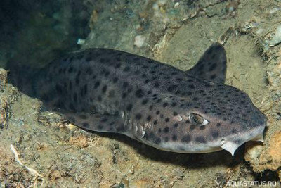 Крупнопятнистая кошачья акула ( Scyliorhinus stellaris  )