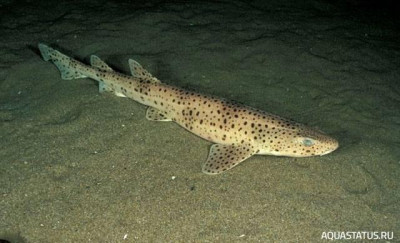 Крупнопятнистая кошачья акула ( Scyliorhinus stellaris  )