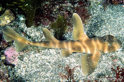 Японская кошачья акула ( Scyliorhinus torazame )