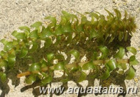 Фото Элодея канадская Elodea canadensis  (photo#15204)