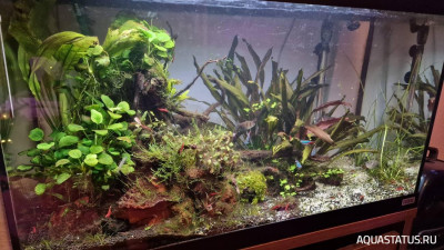 Подводный Романтик. Мой аквариум Fluval Roma 120 литров (Zlatka)