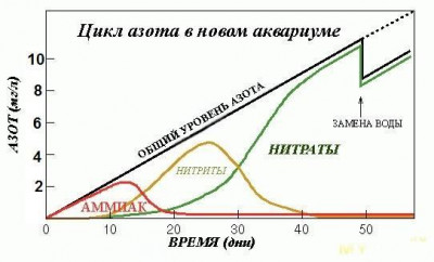 Петушок ведёт себя вяло и зависает либо у поверхности, либо у дна