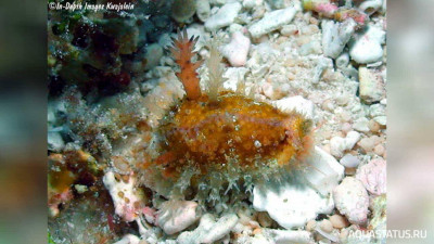 Фото Фарфоровый моллюск ,, Hария лабролинейная Naria labrolineata  (photo#152302)