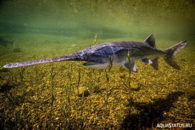 Американский Веслонос ( Polyodon spathula )