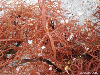 Морская красная водоросль ( Gracilaria tikvahiae )