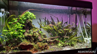 Подводный Романтик. Мой аквариум Fluval Roma 120 литров (Zlatka)