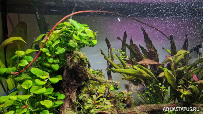 Подводный Романтик. Мой аквариум Fluval Roma 120 литров (Zlatka)