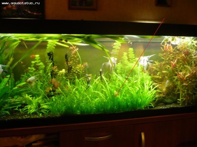 Опознание аквариумных растений - P1010194.JPG
