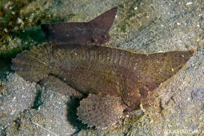 Рыба с качающимися передними плавниками ( Ablabys macracanthus )