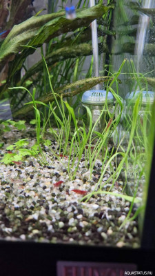 Подводный Романтик. Мой аквариум Fluval Roma 120 литров (Zlatka)