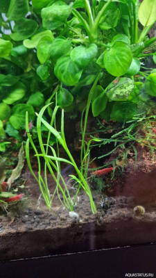 Подводный Романтик. Мой аквариум Fluval Roma 120 литров (Zlatka)