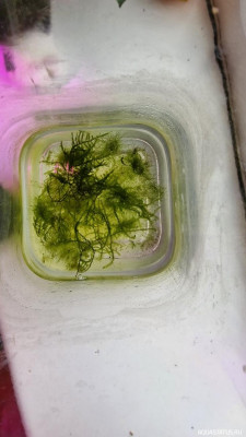 Подводный Романтик. Мой аквариум Fluval Roma 120 литров (Zlatka)