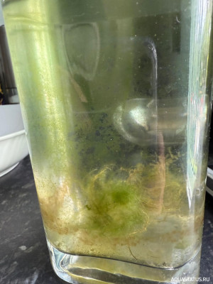 Подводный Романтик. Мой аквариум Fluval Roma 120 литров (Zlatka)
