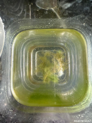Подводный Романтик. Мой аквариум Fluval Roma 120 литров (Zlatka)