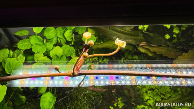 Подводный Романтик. Мой аквариум Fluval Roma 120 литров (Zlatka)