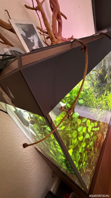 Подводный Романтик. Мой аквариум Fluval Roma 120 литров (Zlatka)