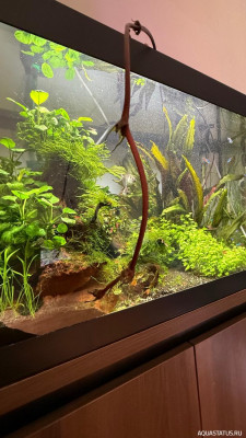 Подводный Романтик. Мой аквариум Fluval Roma 120 литров (Zlatka)