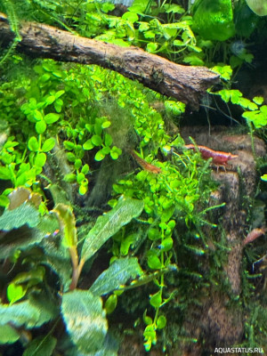Подводный Романтик. Мой аквариум Fluval Roma 120 литров (Zlatka)