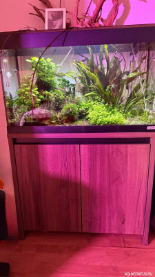 Подводный Романтик. Мой аквариум Fluval Roma 120 литров (Zlatka)