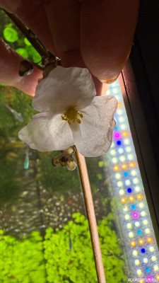 Подводный Романтик. Мой аквариум Fluval Roma 120 литров (Zlatka)