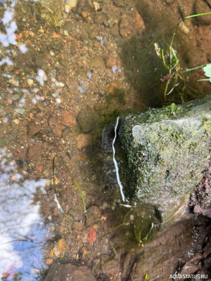 Подводный Романтик. Мой аквариум Fluval Roma 120 литров (Zlatka)
