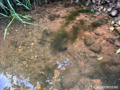 Подводный Романтик. Мой аквариум Fluval Roma 120 литров (Zlatka)