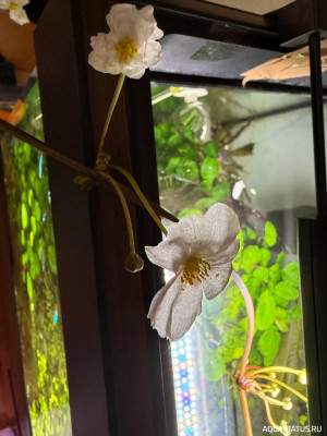 Подводный Романтик. Мой аквариум Fluval Roma 120 литров (Zlatka)