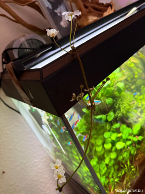 Подводный Романтик. Мой аквариум Fluval Roma 120 литров (Zlatka)