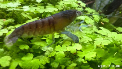 Подводный Романтик. Мой аквариум Fluval Roma 120 литров (Zlatka)