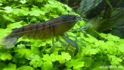 Подводный Романтик. Мой аквариум Fluval Roma 120 литров (Zlatka)