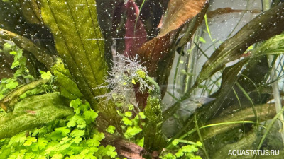 Подводный Романтик. Мой аквариум Fluval Roma 120 литров (Zlatka)