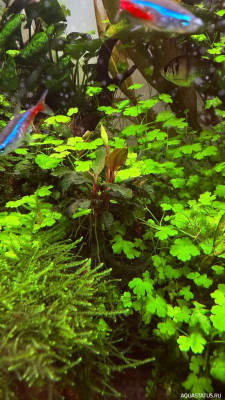 Подводный Романтик. Мой аквариум Fluval Roma 120 литров (Zlatka)