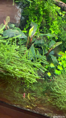 Подводный Романтик. Мой аквариум Fluval Roma 120 литров (Zlatka)
