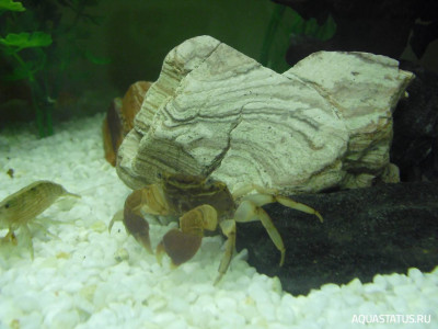 Краб красный мангровый ( Pseudosesarma moeshi )