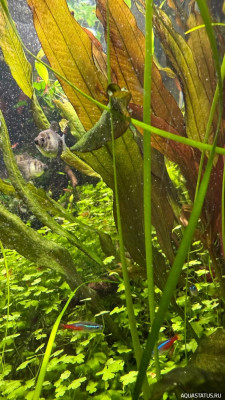 Подводный Романтик. Мой аквариум Fluval Roma 120 литров (Zlatka)