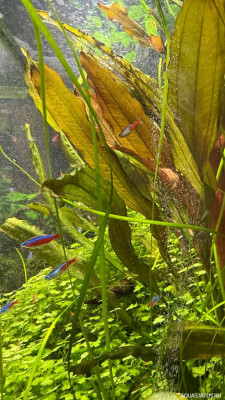 Подводный Романтик. Мой аквариум Fluval Roma 120 литров (Zlatka)