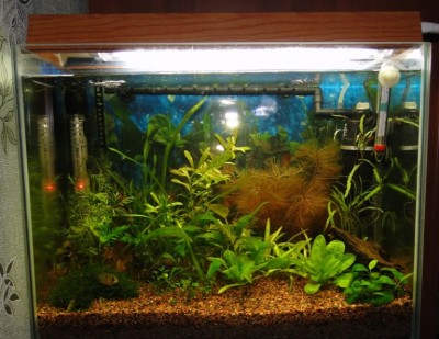 Мой аквариум 35 литров Студентка  - 002.jpg