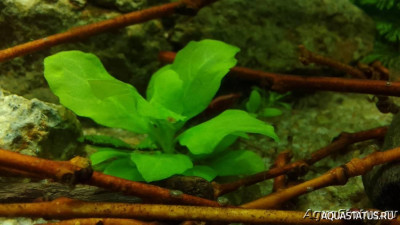 Фото Опознание аквариумных растений (photo#154284)